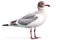 Brown-headed Gull Isolate on white Background