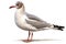 Brown-headed Gull Isolate on white Background