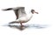 Brown-headed Gull Isolate on white Background