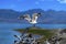 Brown-headed Gull living in Pangong Lake, Tibet, China(Larus brunnicephalus Jerdon