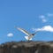 Brown-headed Gull living in Pangong Lake, Tibet, China(Larus brunnicephalus Jerdon