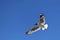 Brown-headed Gull living in Pangong Lake, Tibet, China(Larus brunnicephalus Jerdon