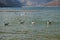 Brown headed Gull in Pangong Lake, Ladakh, India