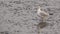 Brown-headed Gull On Shallow Sea