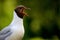 Brown-headed Gull in the wild