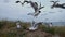 Brown-headed gulls attacking and eating snacks