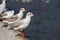 Brown-headed gulls standing in a row at Sukta Bridge,Bang Poo,Samut Prakarn province,Thailand.