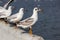 Brown-headed gulls standing in a row at Sukta Bridge,Bang Poo,Samut Prakarn province,Thailand.