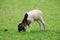 Brown-headed lambs eat grass in the fields in the morning light