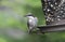 Brown Headed Nuthatch bird at bird feeder