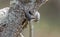 Brown-headed Nuthatch bird, Walton County Monroe Georgia