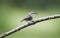 Brown-headed Nuthatch, Georgia, USA