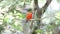 Brown-headed paradise kingfisher