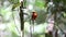 Brown-headed paradise kingfisher