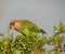 Brown-headed parrot eating natural diet of wild fruit