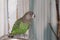Brown-headed Parrot, Poicephalus cryptoxanthus, side view indoors. Green bird with yellow belly and grey brown head