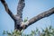 Brown-headed parrot in a tree.