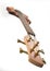 Brown headstock bass guitar