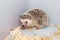 Brown Hedgehog in Plastic Bucket Corner [Atelerix frontalis]