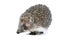 Brown hedgehog on a white background