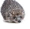 Brown hedgehog on a white background