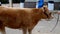 Brown heifer cow with a rope halter is being lead by a girl in a yellow shirt. Handheld clip