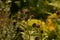 Brown helianthus mollis autumn colored, ashy sunflowers in late summer with brown dried petals