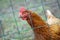 Brown hen behind green fence