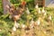 Brown hen and flock of chicks near henhouse.