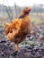 Brown hen in the garden in early spring looks up. Raising chickens