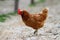 Brown hen on gravel alley