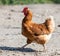 Brown hen looking for food in the farm yard