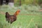 Brown hen looking for food in the farm yard