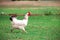 Brown hen looking for food in the farm yard