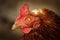 Brown hen portrait with damaged eye