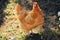 BROWN HEN POSING FOR PORTRAIT