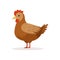 Brown hen, poultry breeding vector Illustration