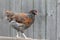 Brown hen with speckled feathers proudly walks on the wooden board