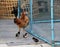 Brown hen standing with her brood, one chicken mum and three chi