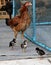 Brown hen standing with her brood, one chicken mum and three chi