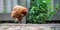 Brown hen stands on one leg in farmyard against grey fence