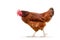 brown hen walking isolated on white, studio shot,chicken,Chicken upset,hen