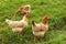 Brown hens behind a fence