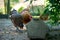 Brown hens eating natural food from a trough