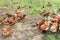 Brown hens picking in farmyard