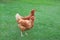 Brown hens walking in the garden