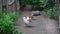 Brown hens and white cock wander about country backyard