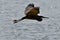 Brown Heron in flight over the water with wings open in the air