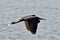 Brown Heron in flight over the water with wings open in the air