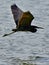 Brown Heron in flight over the water with wings open in the air